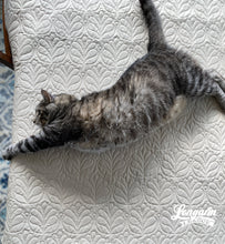 Load image into Gallery viewer, Featherweight